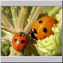 Coccinellidae - Marienkaefer 01.jpg